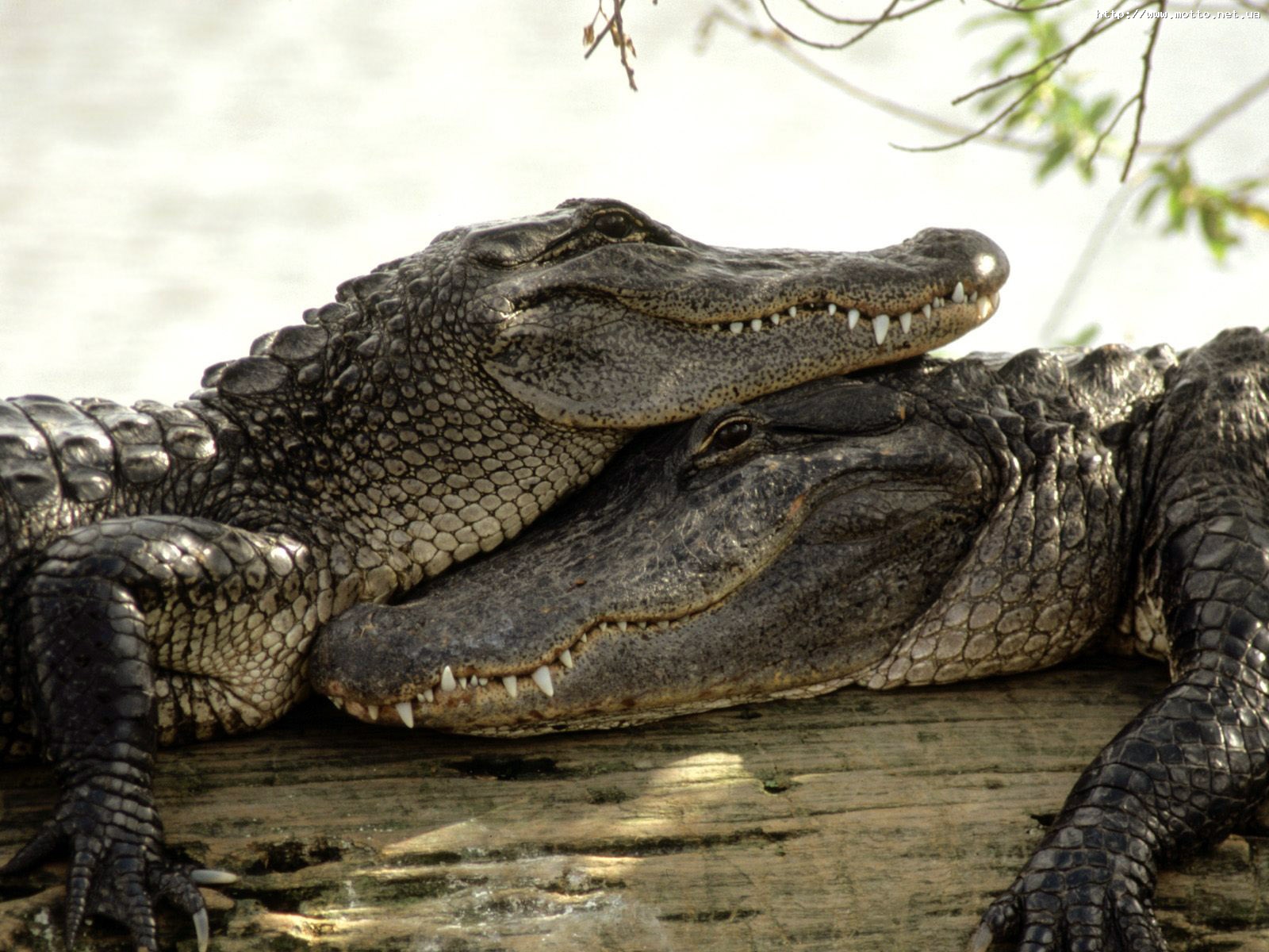 Crocodiles